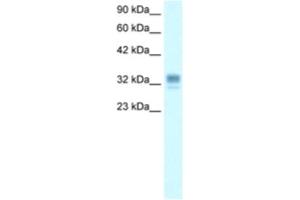 Western Blotting (WB) image for anti-Asialoglycoprotein Receptor 1 (ASGR1) antibody (ABIN2460812)