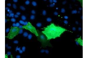 Anti-TULP3 mouse monoclonal antibody (ABIN2455458) immunofluorescent staining of COS7 cells transiently transfected by pCMV6-ENTRY TULP3 (RC207595). (TULP3 antibody)