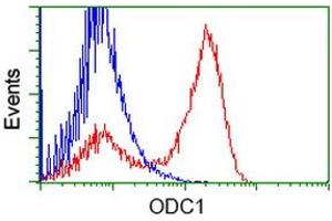 HEK293T cells transfected with either RC206858 overexpress plasmid (Red) or empty vector control plasmid (Blue) were immunostained by anti-ODC1 antibody (ABIN2453400), and then analyzed by flow cytometry. (ODC1 antibody)