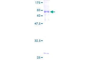 ATF4 Protein (AA 1-351) (GST tag)