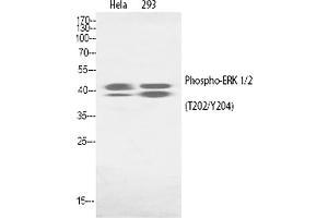 Western Blot analysis of Hela(1), 293(2). (ERK1/2 antibody  (pThr202))