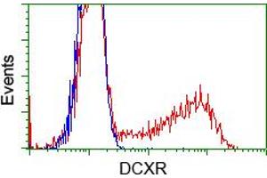 Image no. 5 for anti-Dicarbonyl/L-Xylulose Reductase (DCXR) antibody (ABIN1497785) (DCXR antibody)