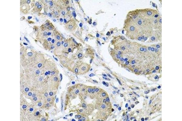 NDUFA6 antibody