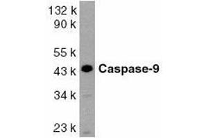 Western blot analysis of Caspase-9 in HeLa whole cell lysate with Caspase-9 antibody at 1ug/ml. (Caspase 9 antibody  (AA 299-318))