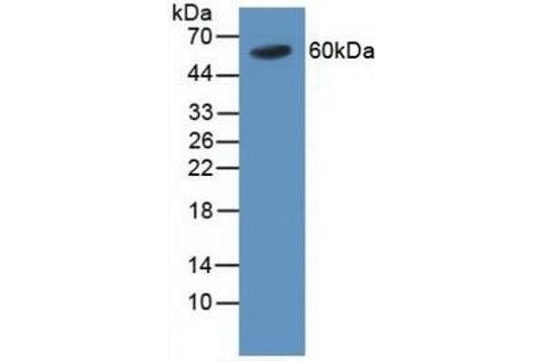 TRAF4 anticorps  (AA 193-444)