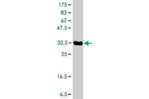 MARCH1 antibody  (AA 1-99)