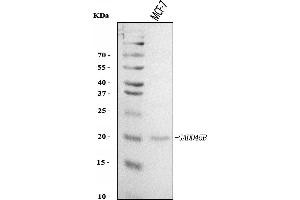 Western blot analysis of GADD45B using anti-GADD45B antibody (ABIN7603219). (GADD45B antibody  (N-Term))