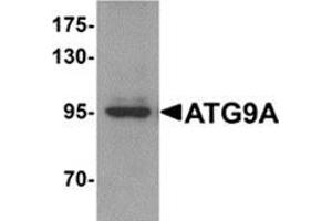 Western blot analysis of ATG9A in mouse heart tissue lysate with ATG9A antibody at 1 μg/ml. (ATG9A antibody  (C-Term))