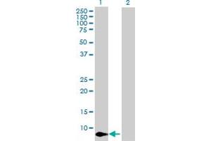 Western Blot analysis of CXCL11 expression in transfected 293T cell line by CXCL11 MaxPab polyclonal antibody. (CXCL11 antibody  (AA 1-94))