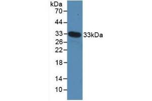 Detection of Recombinant MYH4, Mouse using Polyclonal Antibody to Myosin Heavy Chain 4, Skeletal Muscle (MYH4) (MYH4 antibody  (AA 1259-1495))