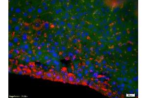 Formalin-fixed and paraffin-embedded mouse liver labeled with Anti-DNase gamma Polyclonal Antibody, Unconjugated (ABIN872726) 1:200, overnight at 4°C, The secondary antibody was Goat Anti-Rabbit IgG, Cy3 conjugated used at 1:200 dilution for 40 minutes at 37°C. (DNASE1L3 antibody  (AA 151-250))