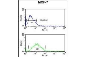 FKBP4 Antibody (Center) (ABIN391579 and ABIN2841513) flow cytometric analysis of MCF-7 cells (bottom histogram) compared to a negative control cell (top histogram). (FKBP4 antibody  (AA 186-216))