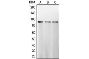 Western blot analysis of Calnexin expression in MCF7 (A), HeLa (B), MDAMB231 (C) whole cell lysates.