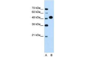 MKRN1 antibody used at 1.
