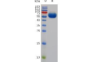 CD200 (CD200) (AA 31-232) protein (Fc Tag)
