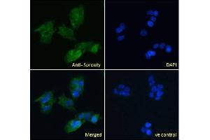 ABIN570913 Immunofluorescence analysis of paraformaldehyde fixed HepG2 cells, permeabilized with 0. (SPRY1 antibody  (C-Term))
