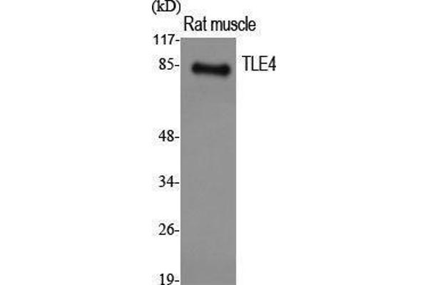 TLE4 antibody  (Internal Region)