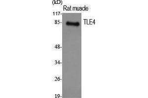 Western Blotting (WB) image for anti-Transducin-like Enhancer Protein 4 (TLE4) (Internal Region) antibody (ABIN3187281) (TLE4 antibody  (Internal Region))