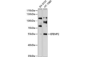 Western blot analysis of extracts of various cell lines, using EFEMP2 antibody (ABIN6129681, ABIN6139957, ABIN6139958 and ABIN6214120) at 1:1000 dilution. (FBLN4 antibody  (AA 26-250))