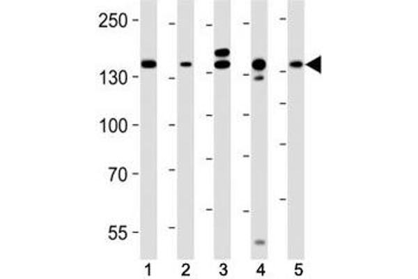 RAPTOR antibody