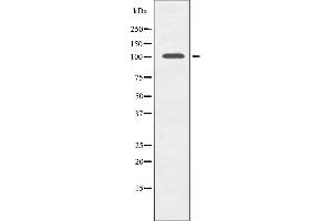 Western blot analysis of extracts from mouse brain cells, using GCN5L2 antibody. (KAT2A antibody  (C-Term))