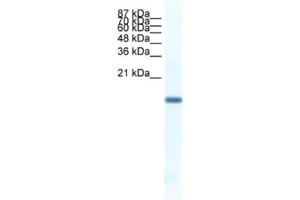 Western Blotting (WB) image for anti-Fer3-Like (FERD3L) antibody (ABIN2461315)