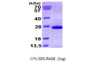 SOX2 Protein (AA 1-200) (His tag)