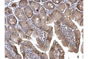 IHC-P Image H-Ras antibody detects H-Ras protein at membrane on mouse intestine by immunohistochemical analysis.