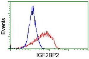Image no. 3 for anti-Insulin-Like Growth Factor 2 mRNA Binding Protein 2 (IGF2BP2) antibody (ABIN1498824) (IGF2BP2 antibody)