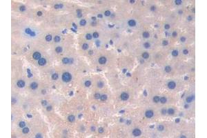 Used in DAB staining on fromalin fixed paraffin- embedded spleen tissue (Coagulation Factor V antibody  (AA 364-611))