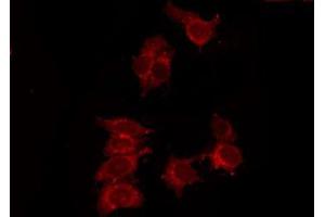 ABIN6278576 staining 293 by IF/ICC. (P2RY14 antibody  (Internal Region))