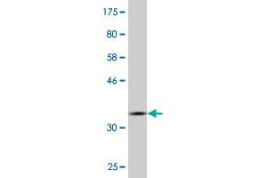 Western Blotting (WB) image for anti-Transcription Factor B2, Mitochondrial (TFB2M) (AA 297-396) antibody (ABIN528570)