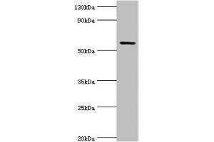 Western blot All lanes: Growth factor receptor-bound protein 7 antibody at 2 μg/mL + Rat brain tissue Secondary Goat polyclonal to rabbit IgG at 1/10000 dilution Predicted band size: 60, 50, 63, 56 kDa Observed band size: 60 kDa (GRB7 antibody  (AA 233-532))