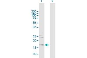 Western Blot analysis of RHEB expression in transfected 293T cell line by RHEB MaxPab polyclonal antibody. (RHEB antibody  (AA 1-184))