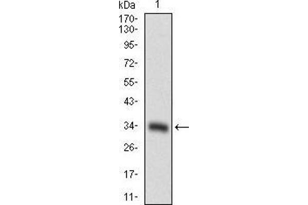 CD93 anticorps  (AA 474-535)
