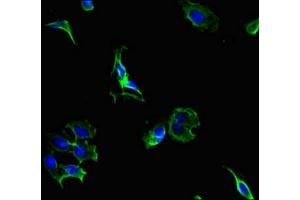 Immunofluorescent analysis of Hela cells using ABIN7164820 at dilution of 1:100 and Alexa Fluor 488-congugated AffiniPure Goat Anti-Rabbit IgG(H+L)