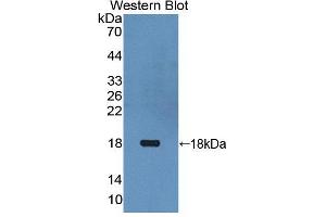 Figure. (Thymic Stromal Lymphopoietin antibody  (AA 29-159))