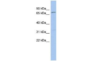 WB Suggested Anti-ZFP90 Antibody Titration:  0. (ZNF90 antibody  (Middle Region))