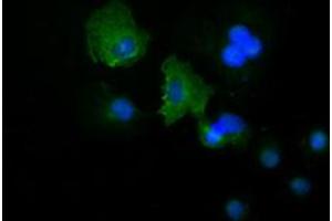 Image no. 3 for anti-Keratin 19 (KRT19) (AA 240-390) antibody (ABIN1491257) (Cytokeratin 19 antibody  (AA 240-390))