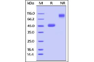 Mouse GITR Ligand / TNFSF18, Fc Tag on SDS-PAGE under reducing (R) and no-reducing (NR) conditions. (TNFSF18 Protein (AA 47-173) (Fc Tag))