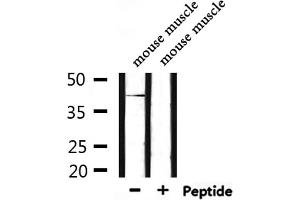 Western blot analysis of extracts from mouse muscle, using HORMAD1 Antibody. (HORMAD1 antibody  (C-Term))