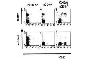 Flow Cytometry (FACS) image for anti-CD40 (CD40) (Extracellular Domain) antibody (Biotin) (ABIN2451934) (CD40 antibody  (Extracellular Domain) (Biotin))