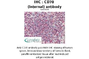 Image no. 1 for anti-CD70 Molecule (CD70) (Internal Region) antibody (ABIN1732875) (CD70 antibody  (Internal Region))