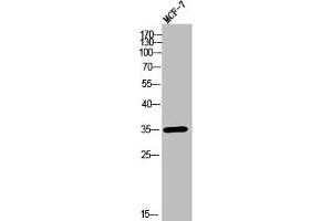 Western Blot analysis of MCF-7 cells using Olfactory receptor 2T11 Polyclonal Antibody (OR2T11 antibody  (Internal Region))