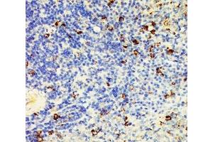 IHC-P: CD95 antibody testing of rat spleen tissue lysate. (FAS antibody  (N-Term))