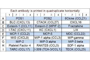 Image no. 1 for Mouse Chemokine Array Q1 (ABIN625762) (Mouse Chemokine Array Q1)