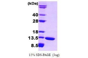 Figure annotation denotes ug of protein loaded and % gel used. (FABP6 Protein (AA 1-128))