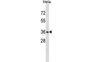 RNF34 Antibody (C-term) western blot analysis in Hela cell line lysates (35µg/lane).