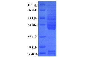 SDS-PAGE (SDS) image for Gliadin (Gliadin) protein (ABIN618089) (Gliadin Protein (Gliadin))