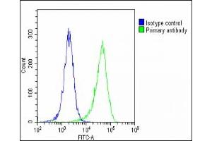 Overlay histogram showing Hela cells stained with B(green line). (Periostin antibody  (C-Term))